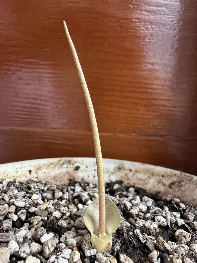 Amorphophallus obscurus