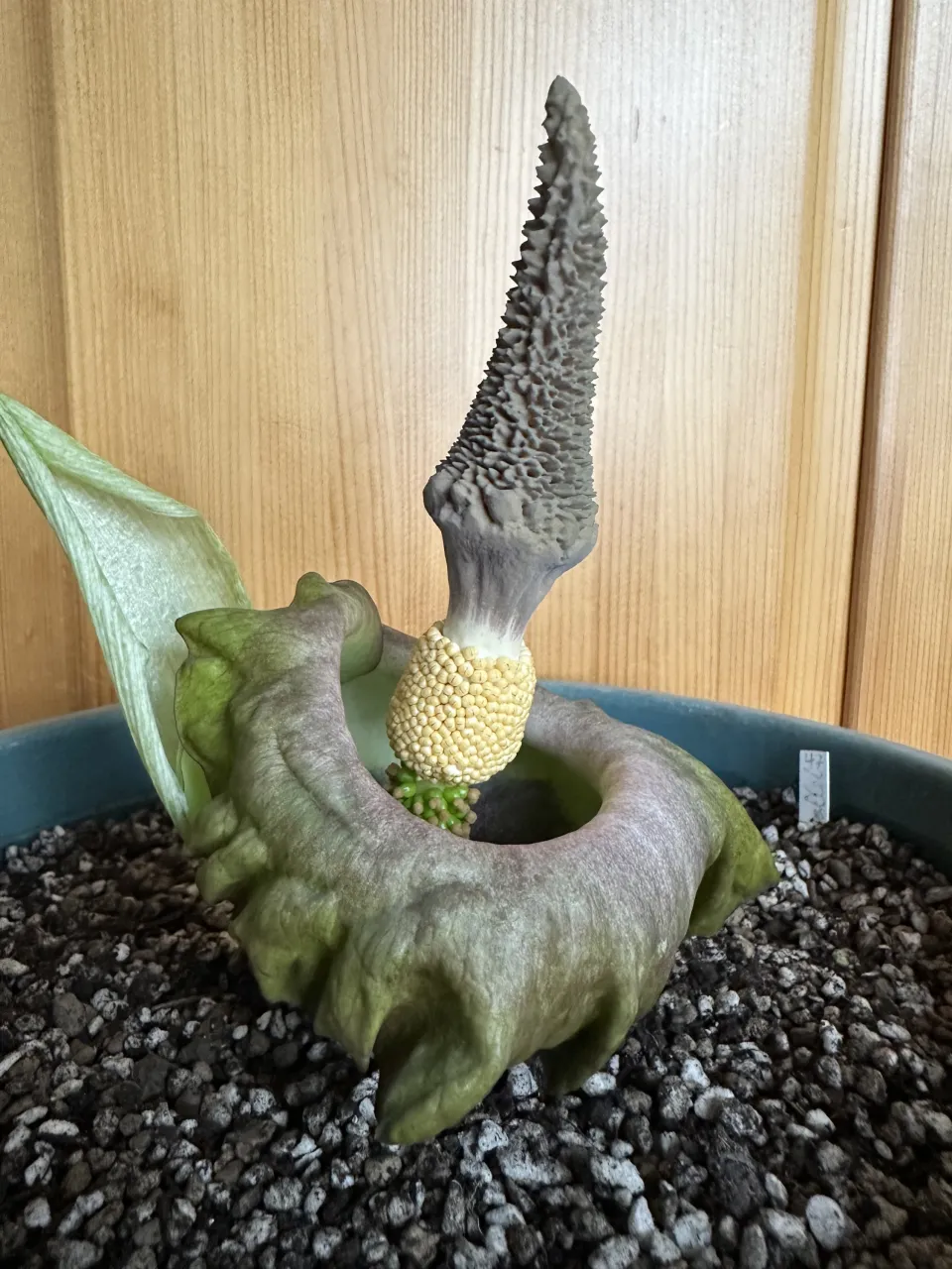 Amorphophallus lewallei