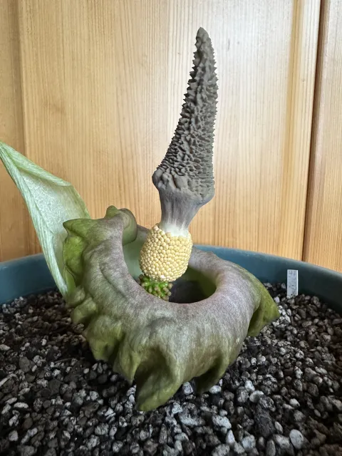 Amorphophallus lewallei