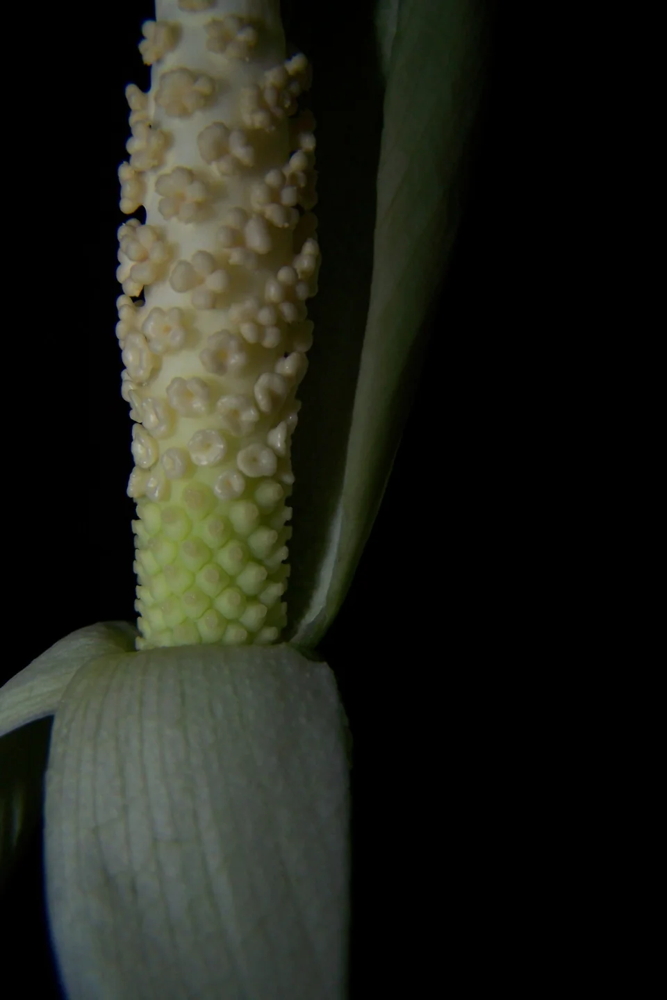 Amorphophallus fallax