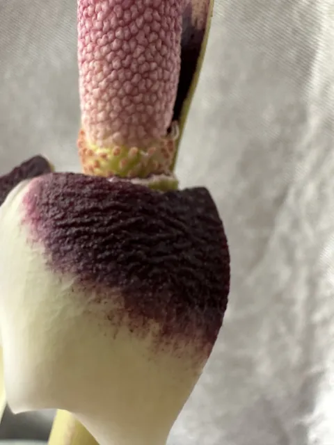 Amorphophallus haematospadix