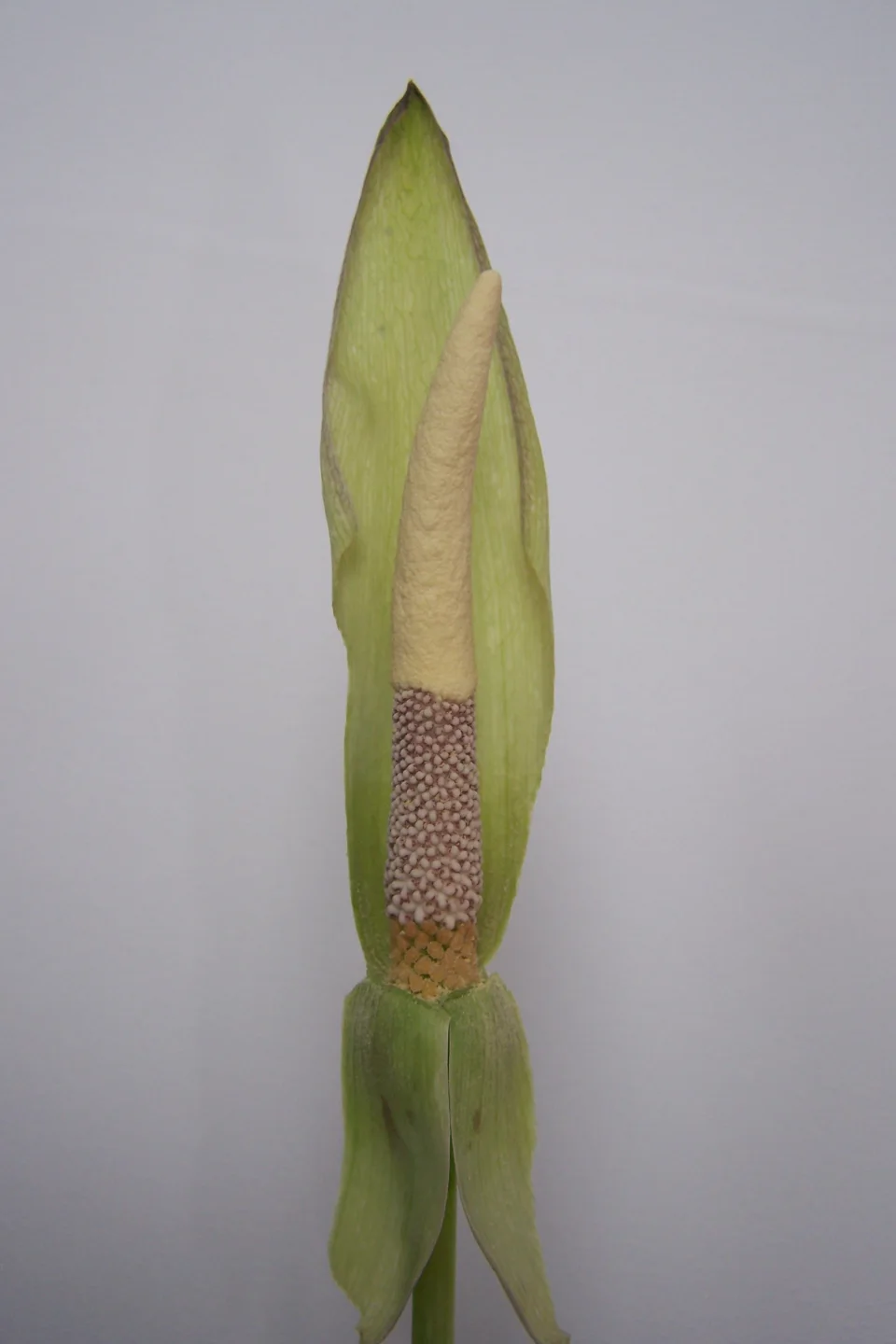 Amorphophallus longituberosus