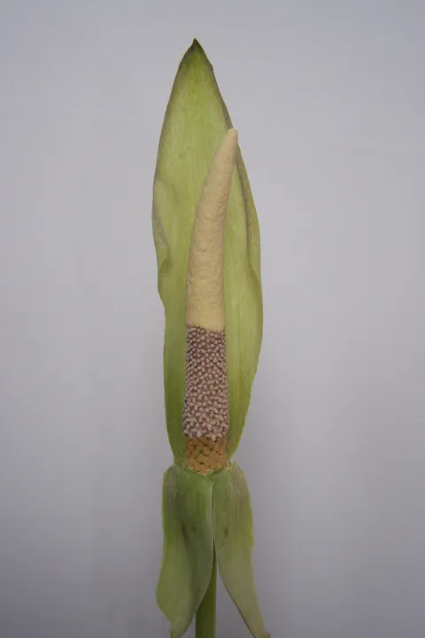 Amorphophallus longituberosus
