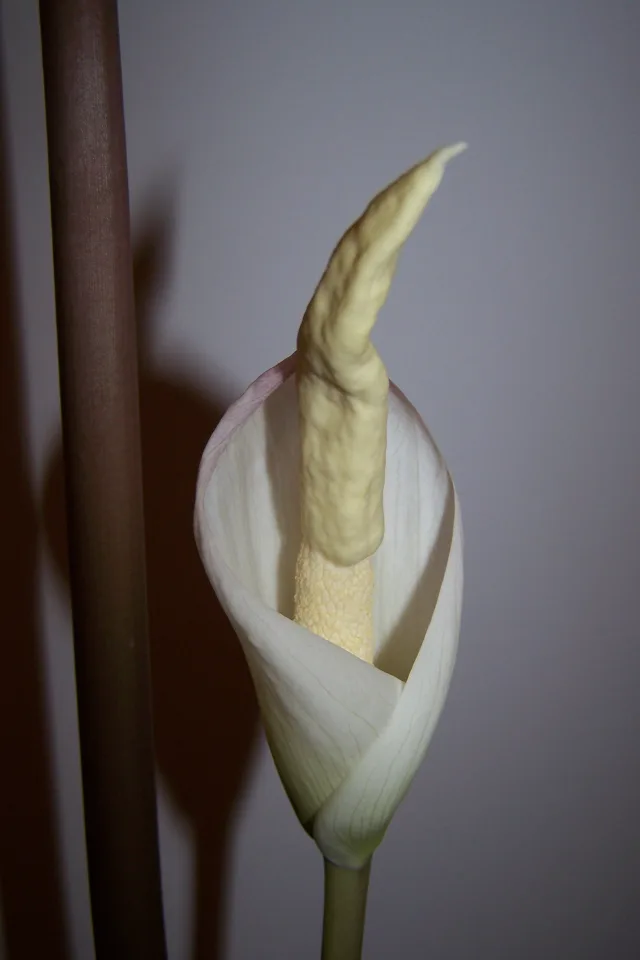 Amorphophallus operculatus