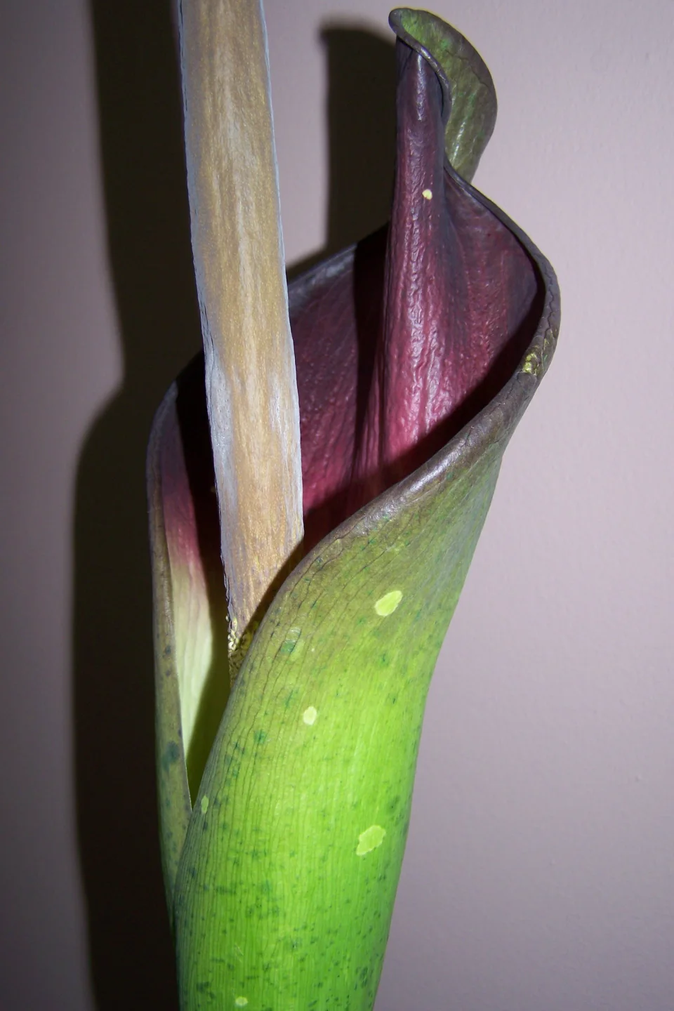 Amorphophallus borneensis