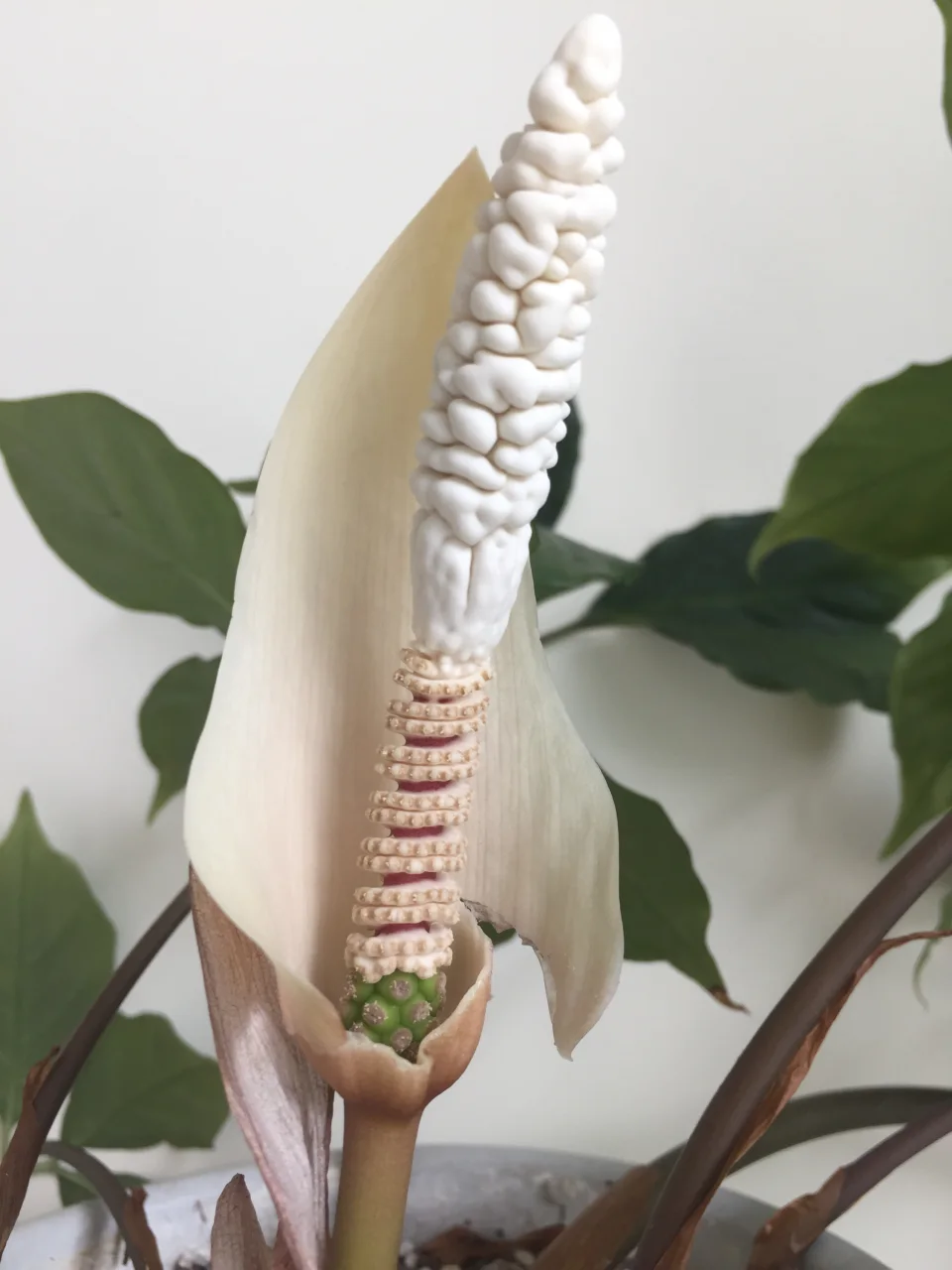 Amorphophallus verticillatus