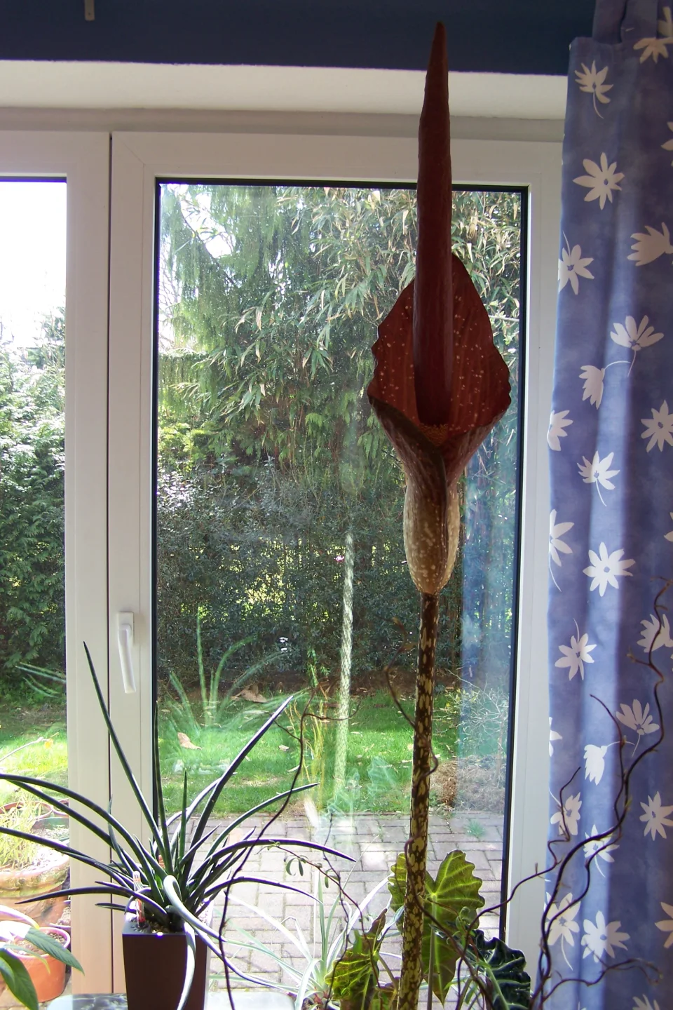 Amorphophallus dactylifer