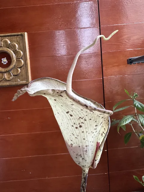 Amorphophallus hayi