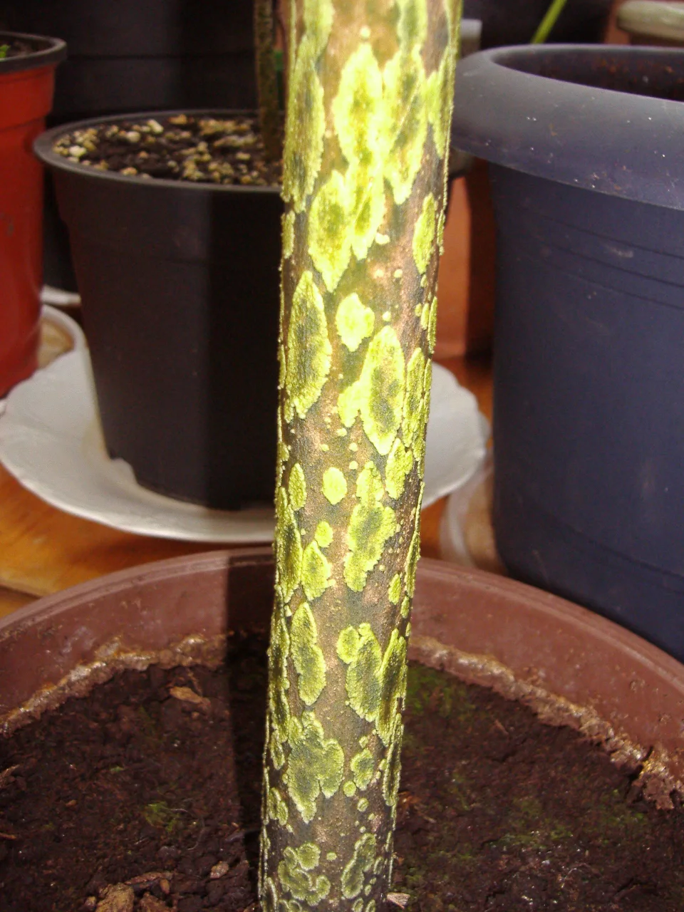 Amorphophallus dactylifer