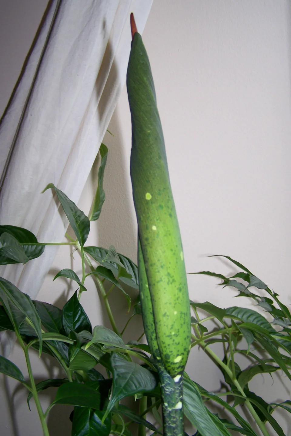 Amorphophallus borneensis