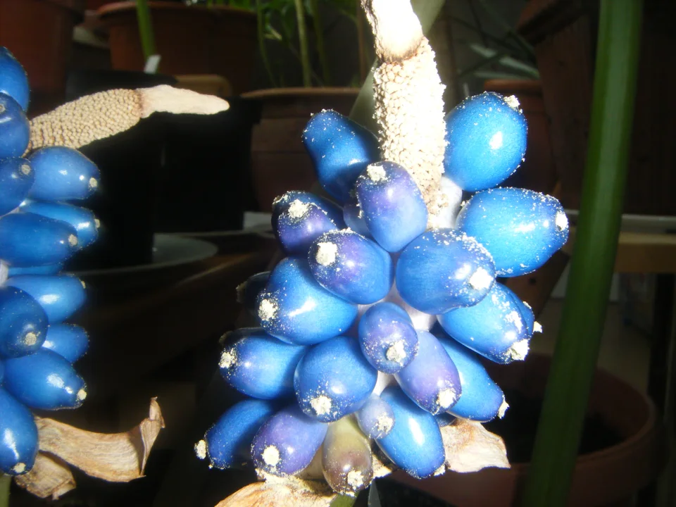 Amorphophallus yuloensis