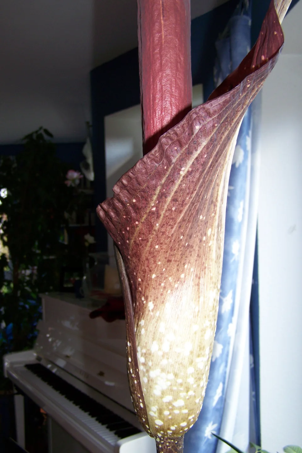 Amorphophallus dactylifer