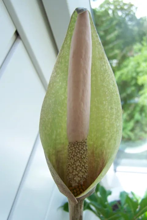 Amorphophallus longituberosus