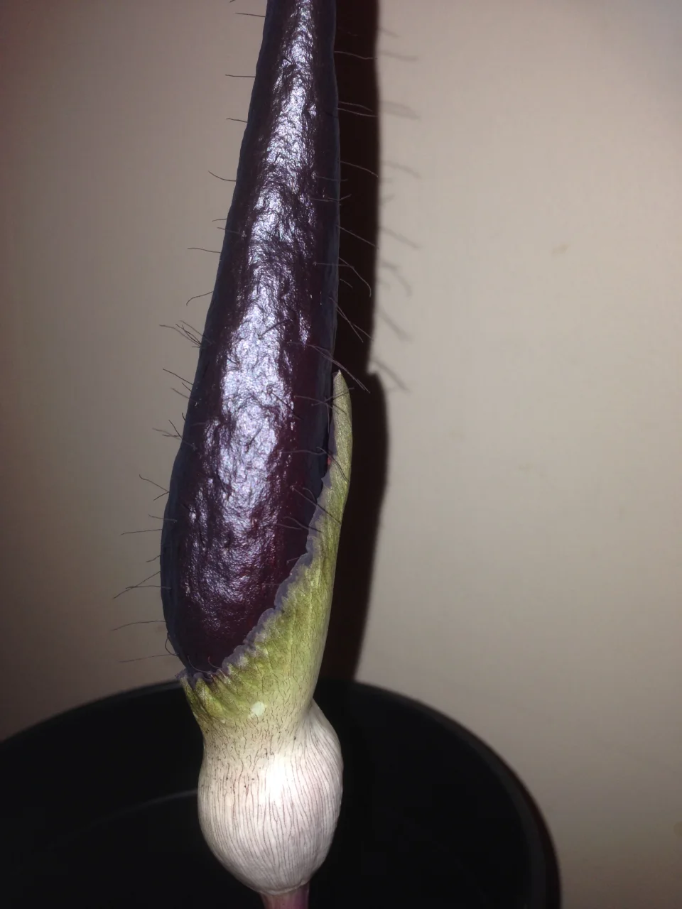 Amorphophallus cirrifer
