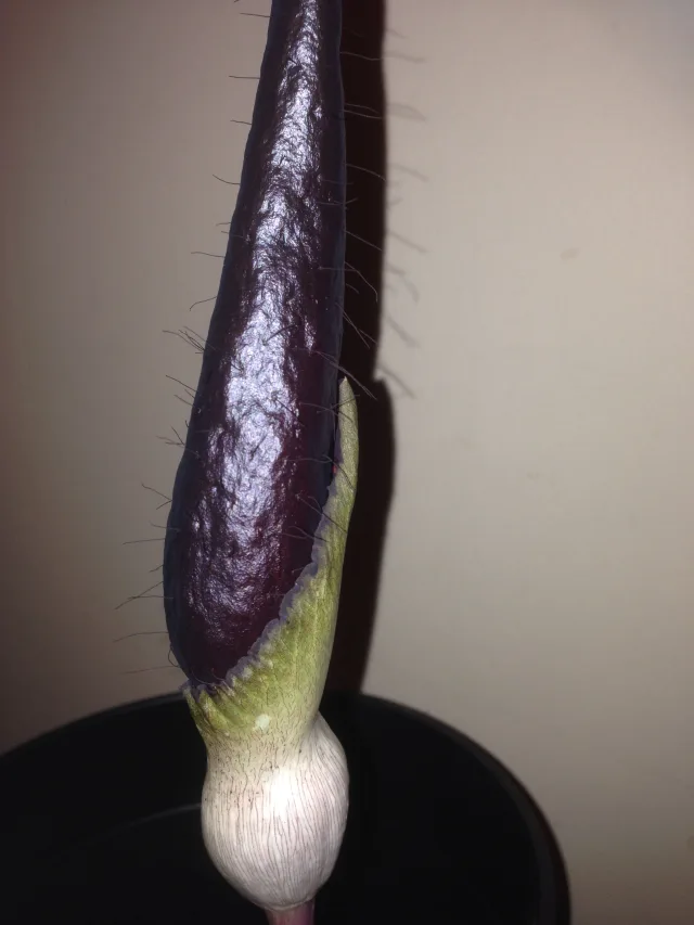 Amorphophallus cirrifer