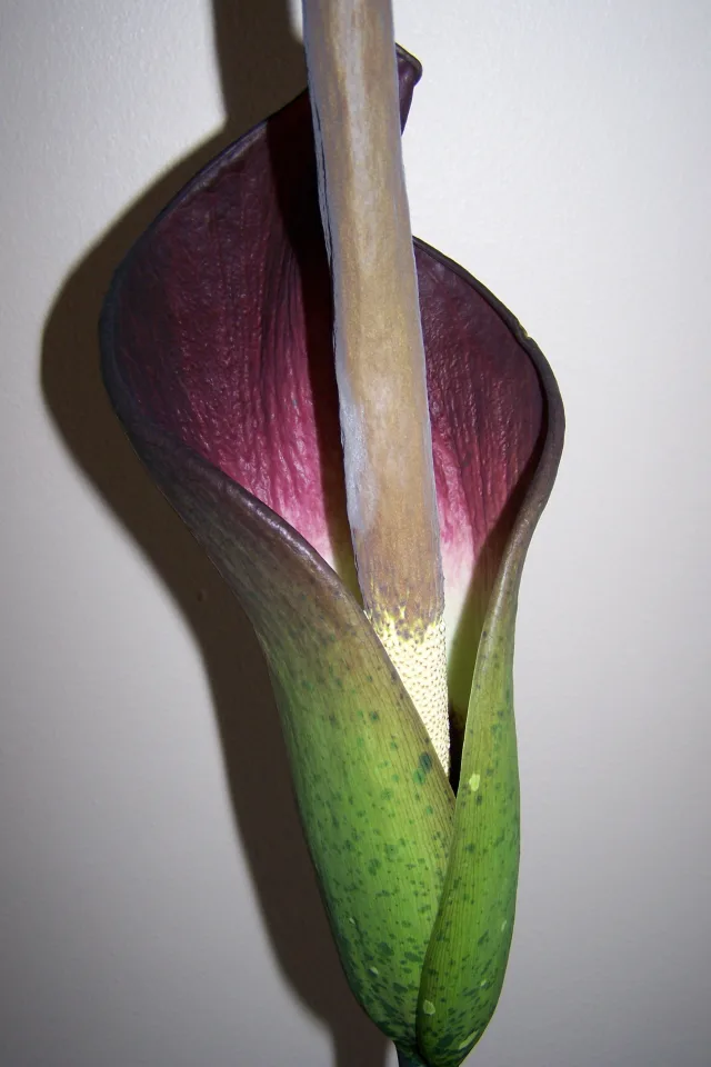Amorphophallus borneensis