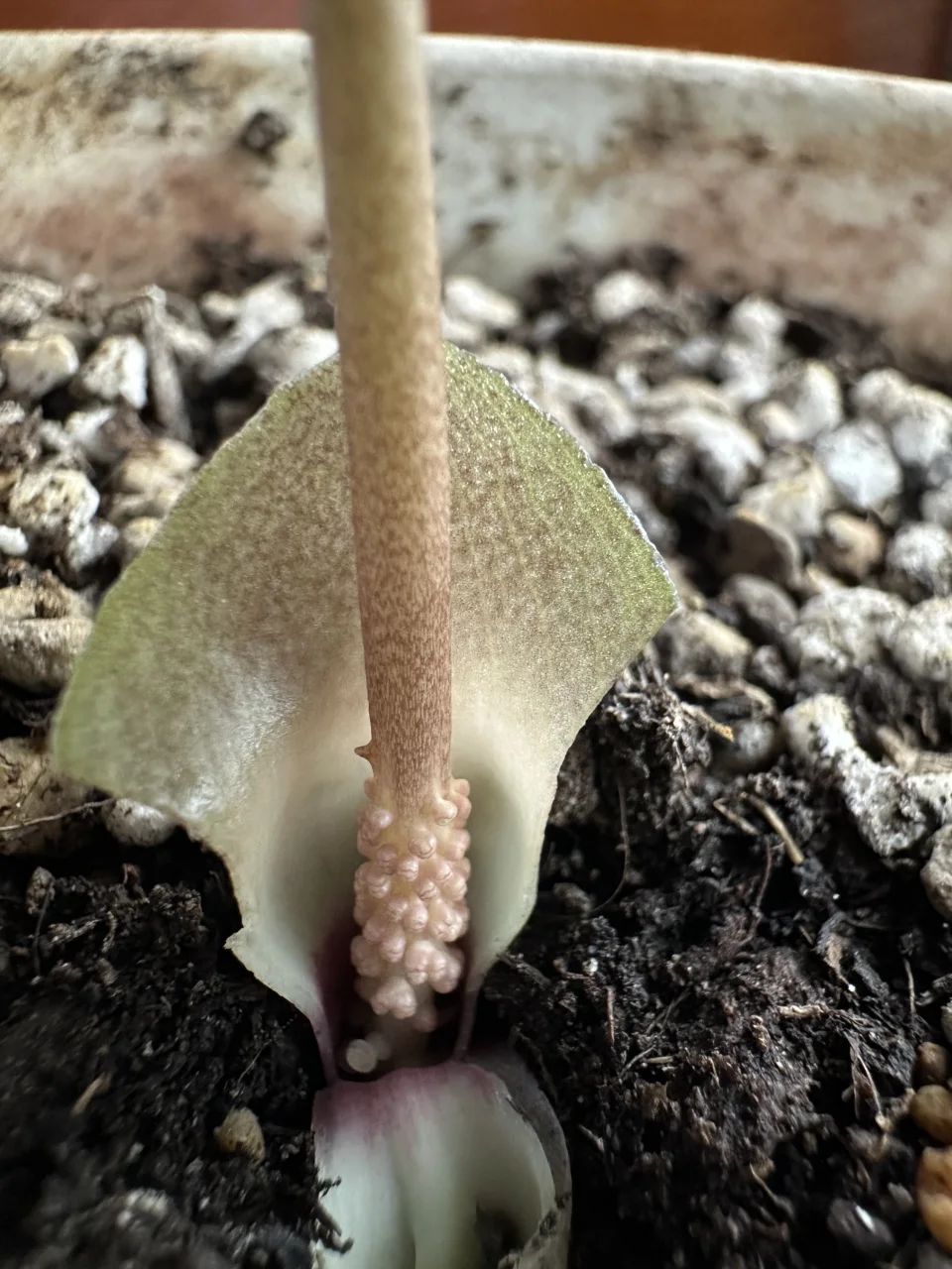 Amorphophallus obscurus