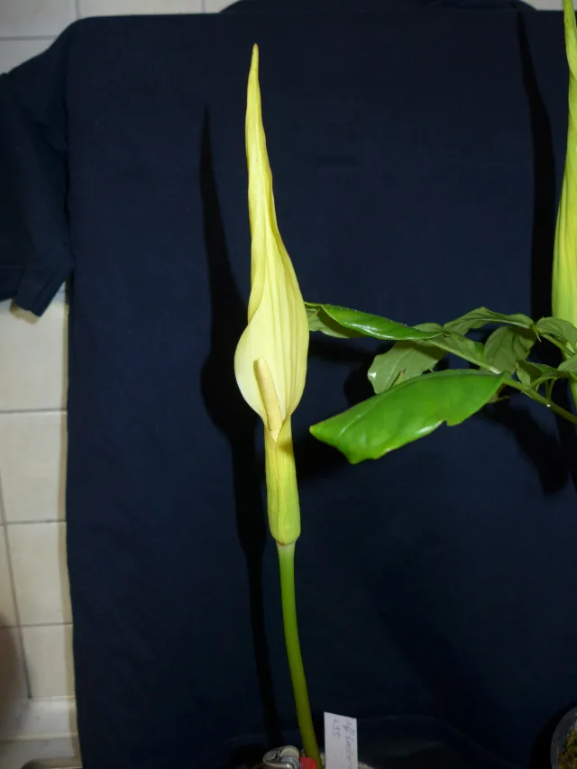 Amorphophallus aff. beccarii