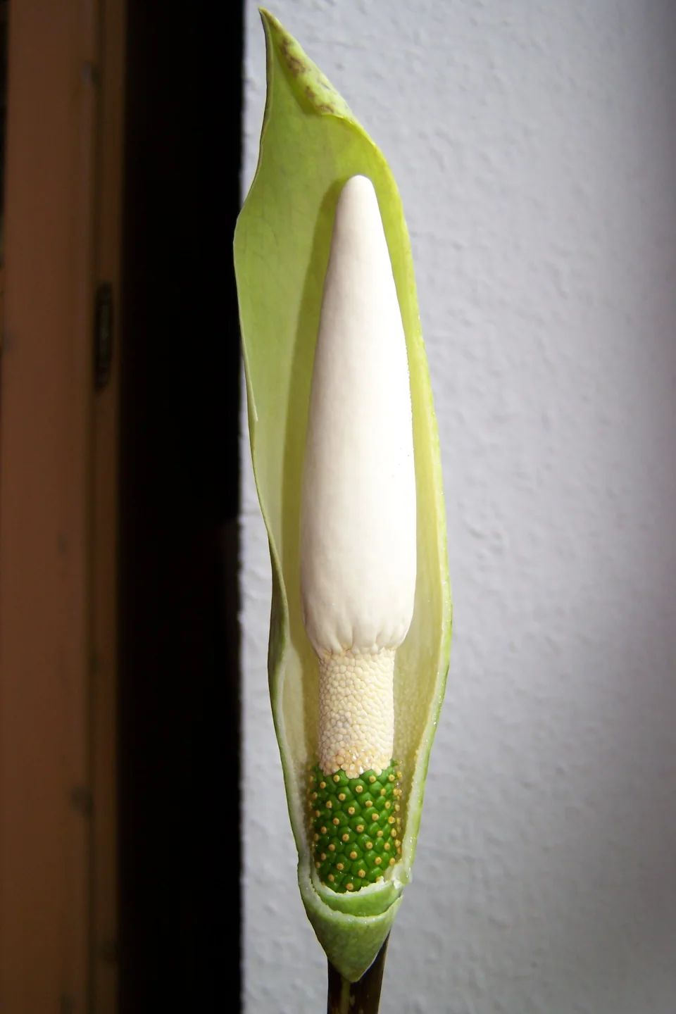 Amorphophallus beccarii