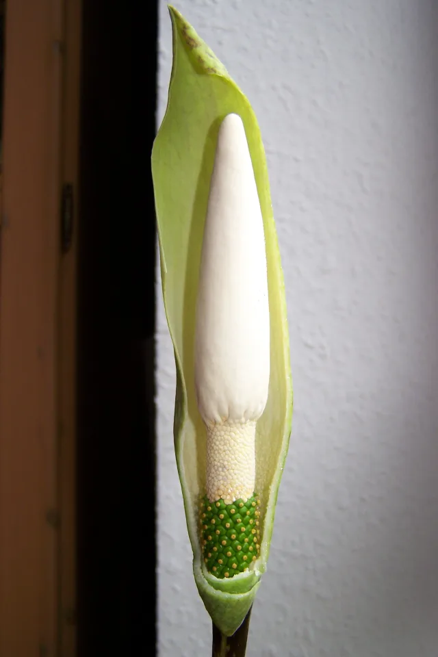 Amorphophallus beccarii