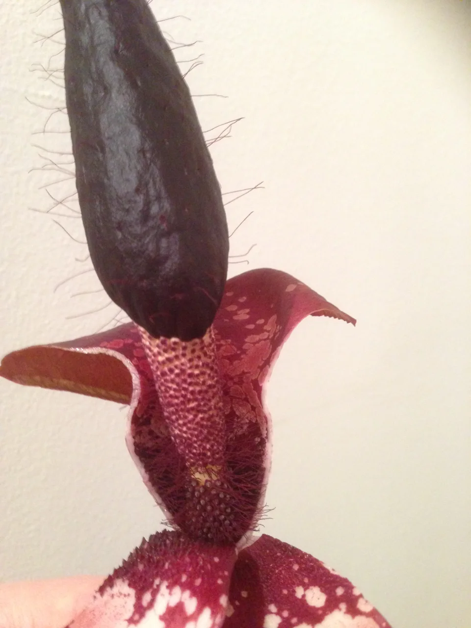 Amorphophallus cirrifer