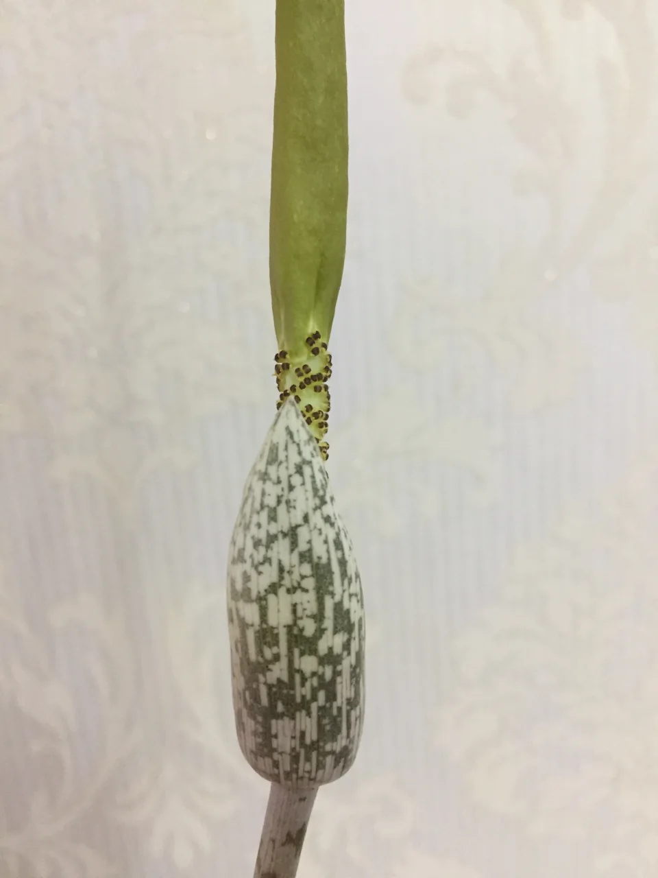 Amorphophallus sylvaticus