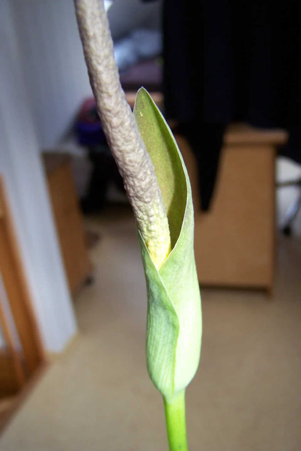 Amorphophallus aberrans