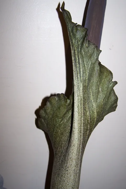Amorphophallus taurostigma