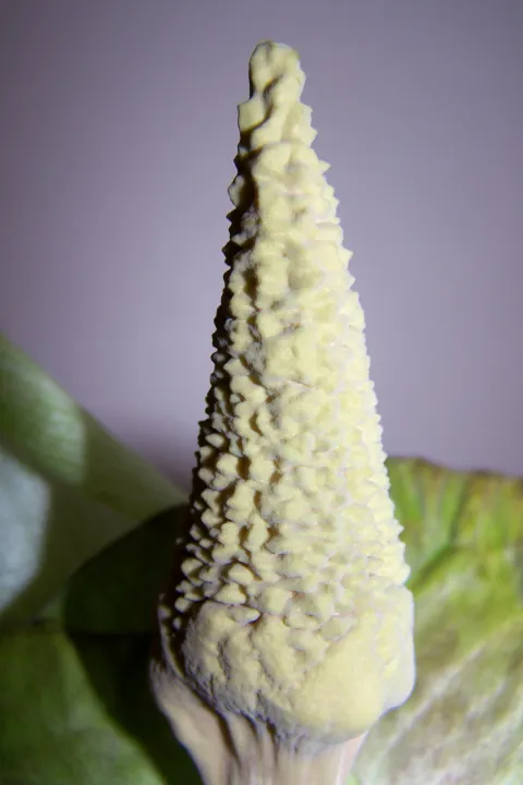 Amorphophallus lewallei