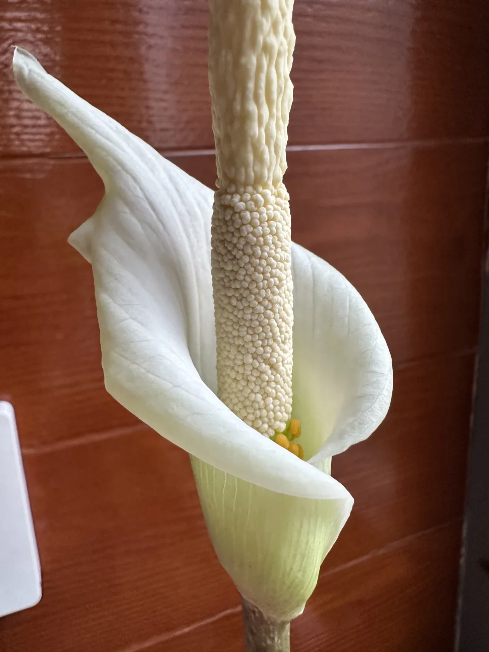 Amorphophallus variabilis