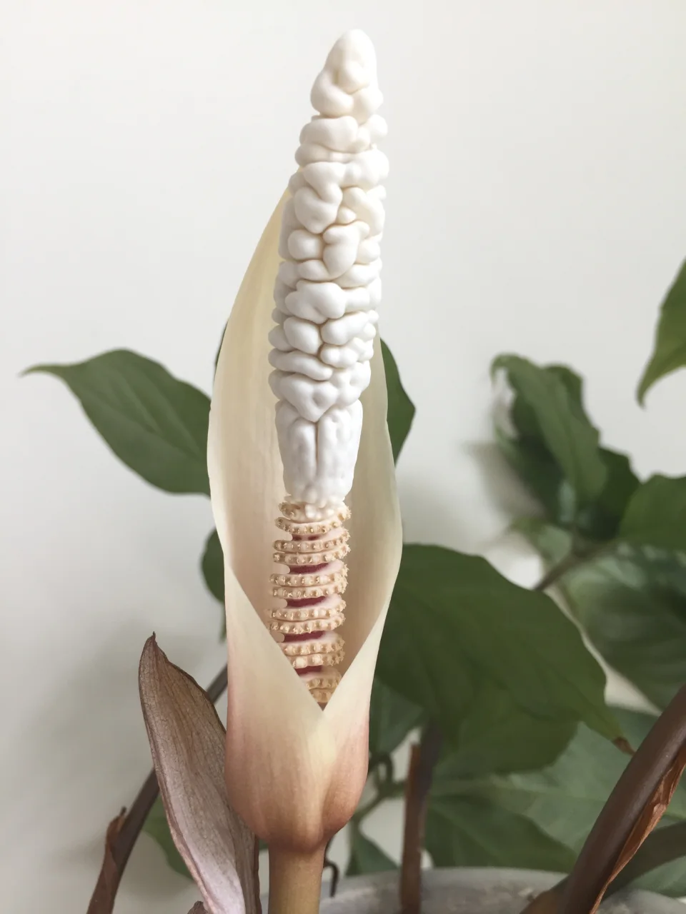 Amorphophallus verticillatus