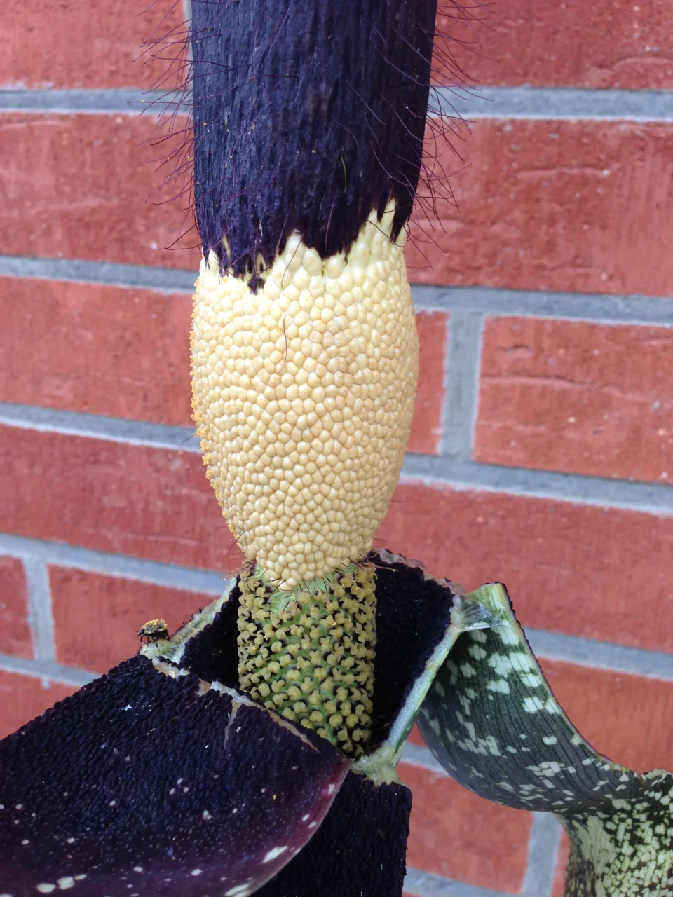 Amorphophallus hirtus