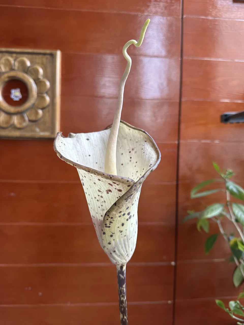 Amorphophallus hayi