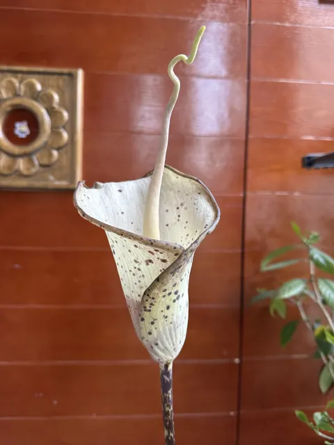Amorphophallus hayi