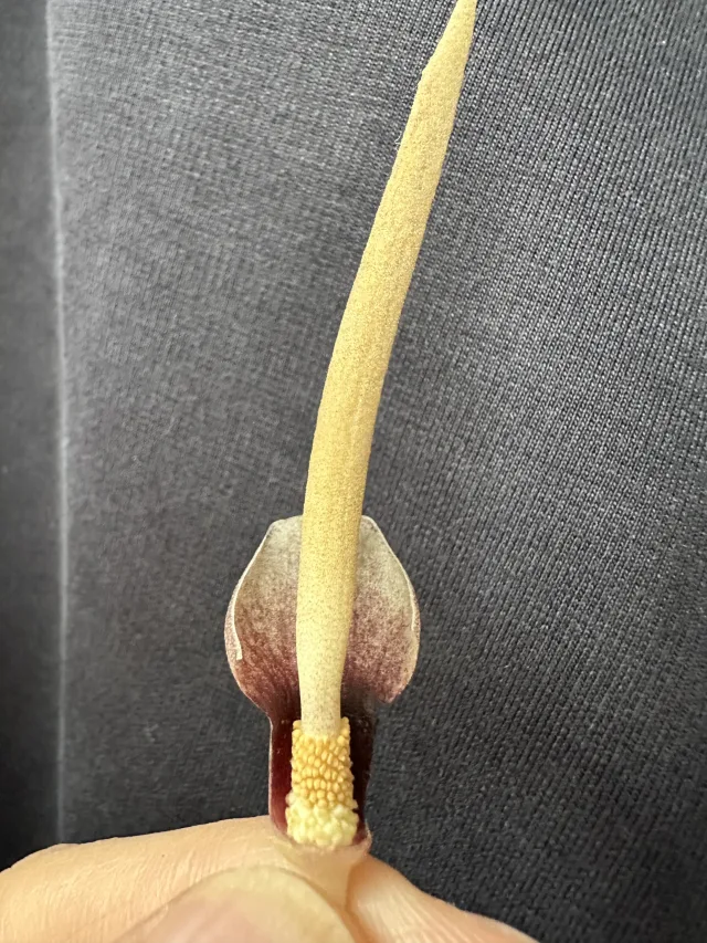 Amorphophallus polyanthus