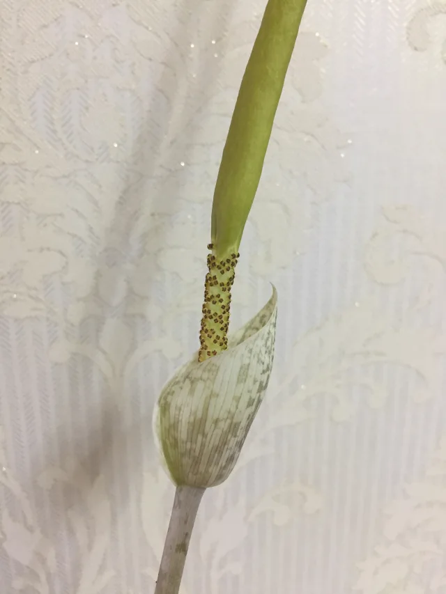 Amorphophallus sylvaticus