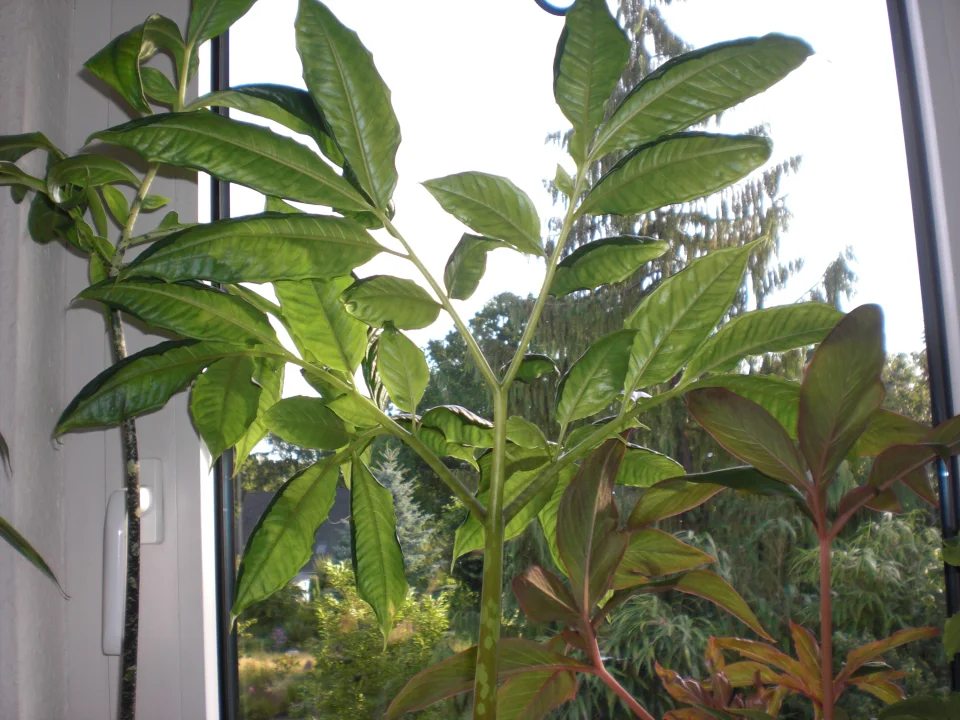 Amorphophallus beccarii