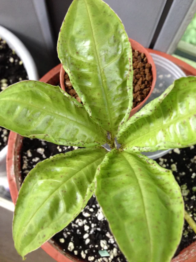 Amorphophallus manta
