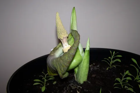 Amorphophallus lewallei