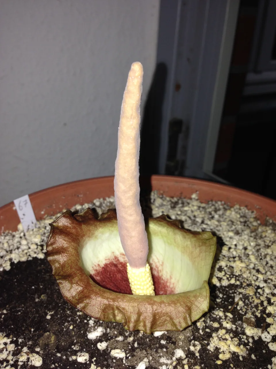 Amorphophallus eichleri