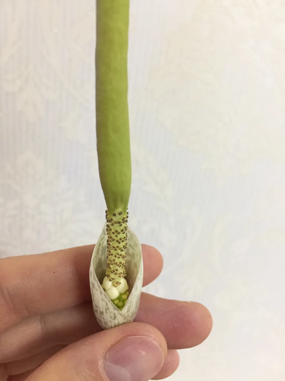 Amorphophallus sylvaticus