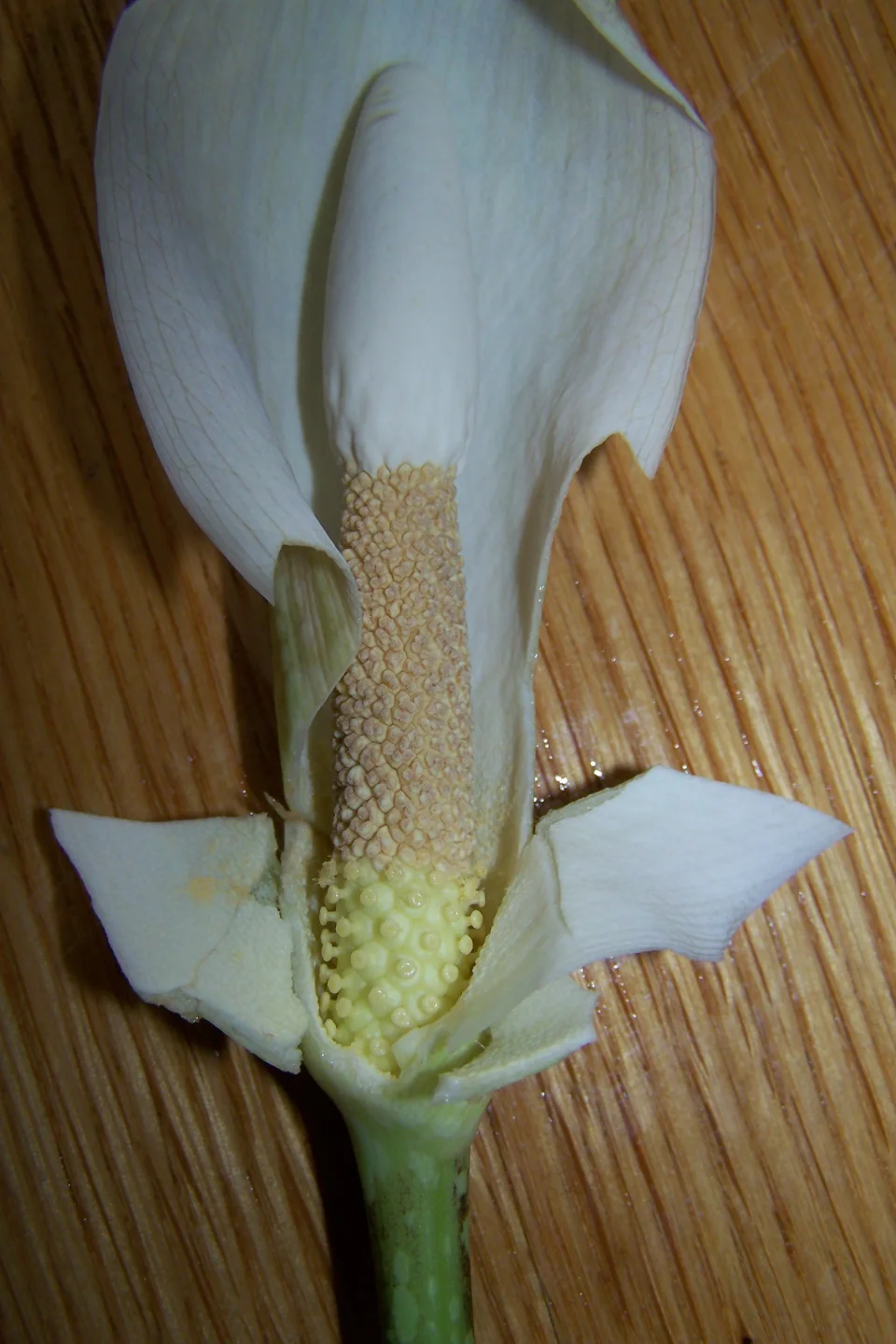 Amorphophallus beccarii