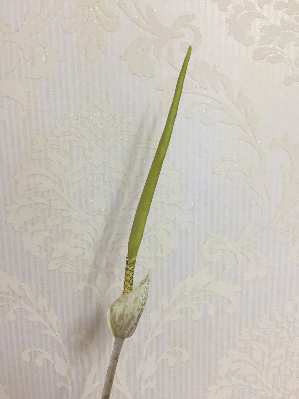 Amorphophallus sylvaticus