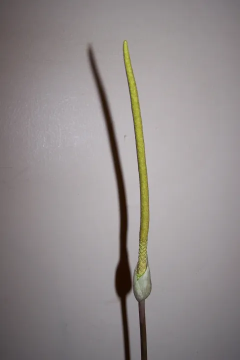 Amorphophallus sylvaticus
