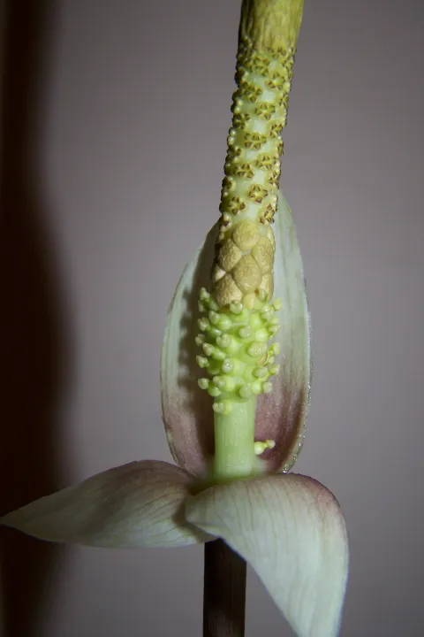 Amorphophallus sylvaticus