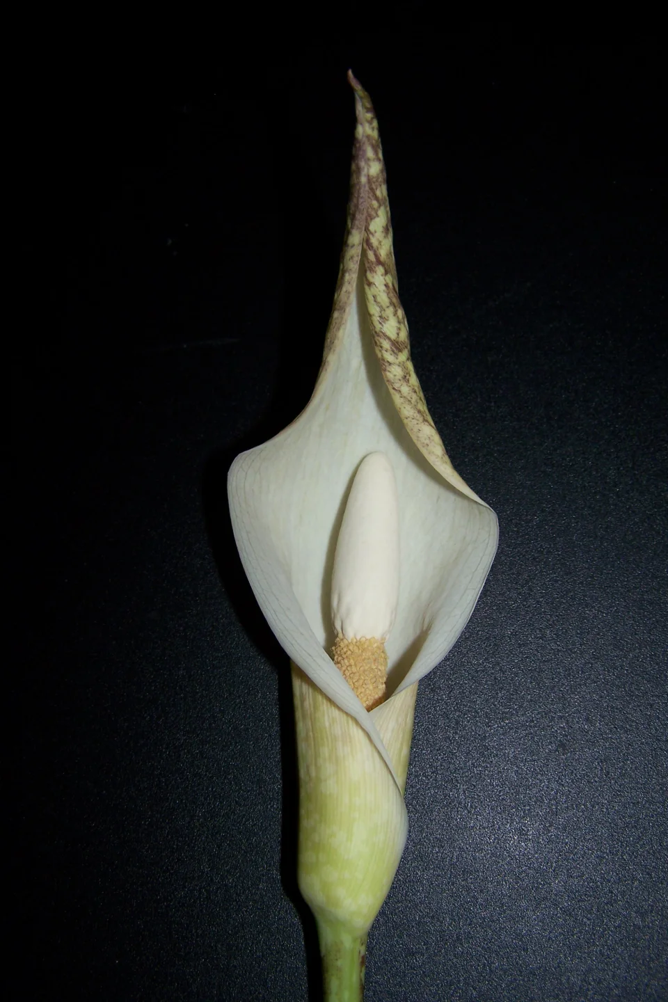 Amorphophallus beccarii