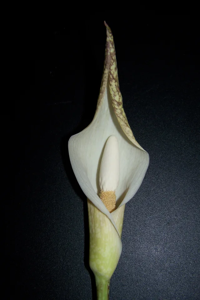 Amorphophallus beccarii