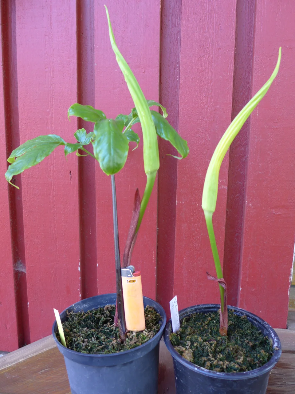 Amorphophallus aff. beccarii