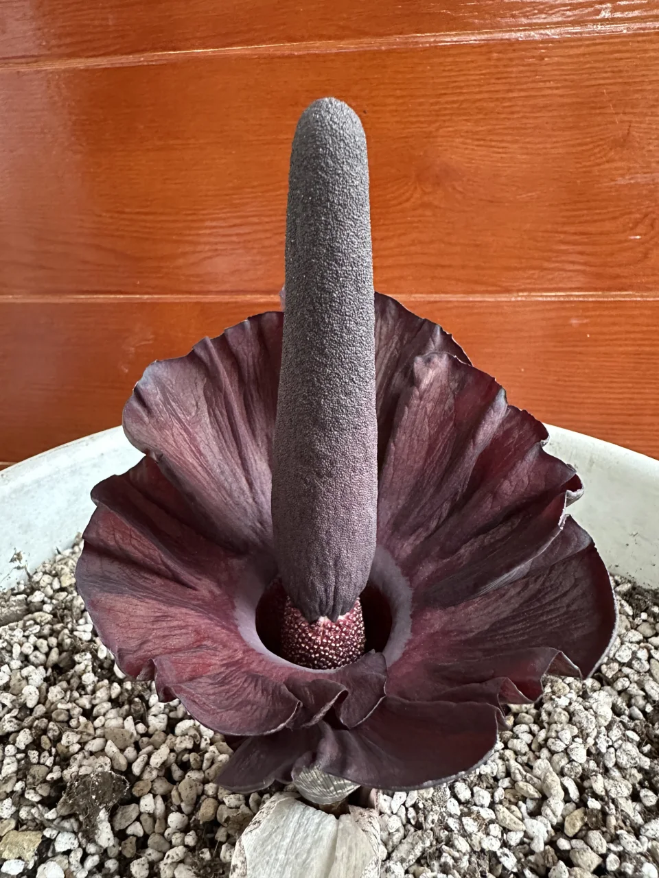 Amorphophallus mossambicensis