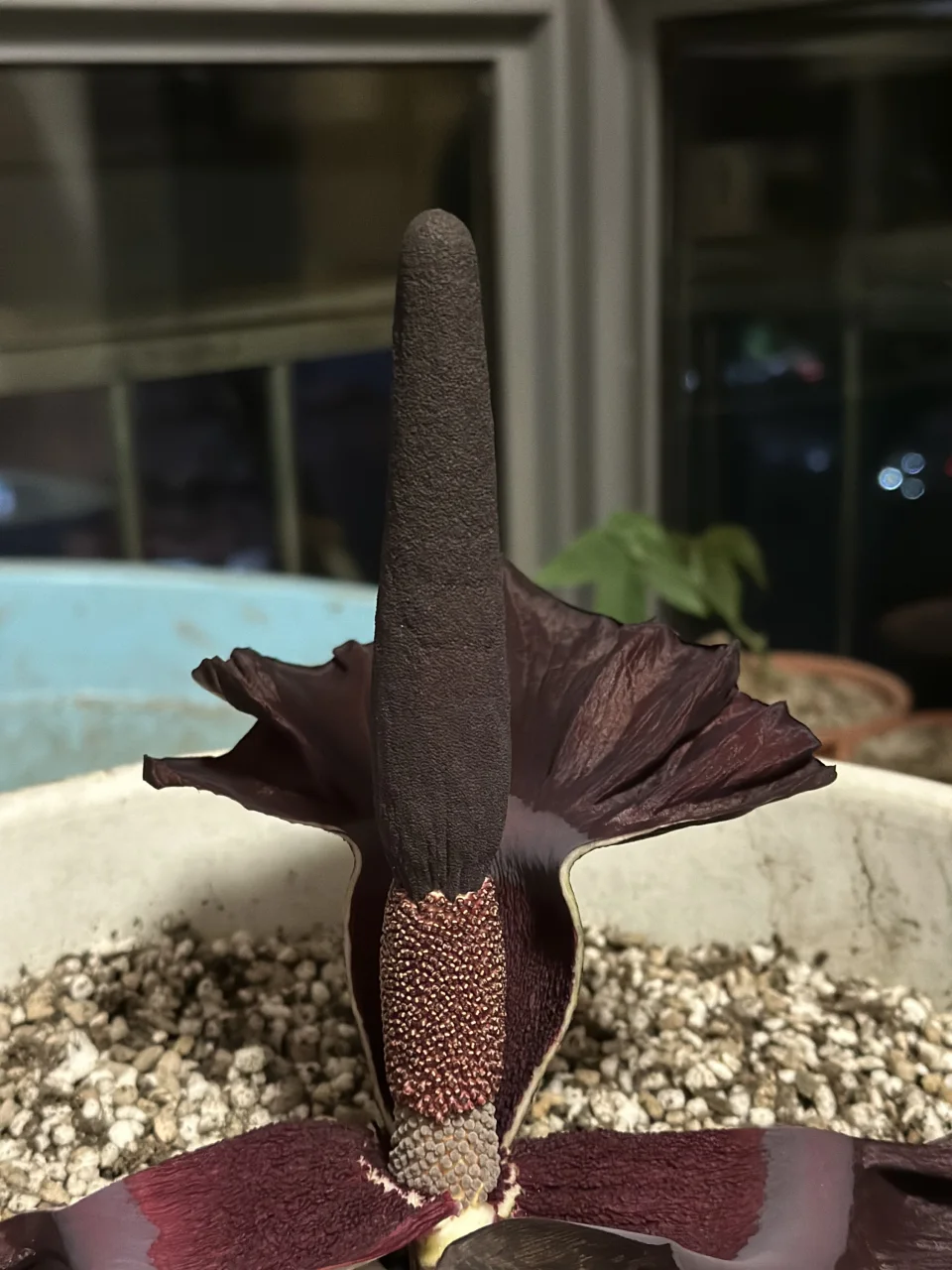 Amorphophallus mossambicensis